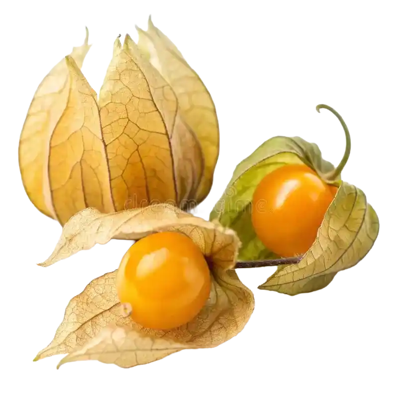 Wild Cape Gooseberry