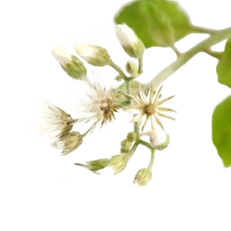 Ash-coloured Fleabane (Sawi Langit)