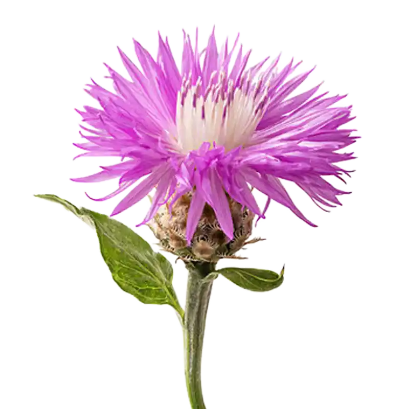 Maral Root (Rhaponticum)