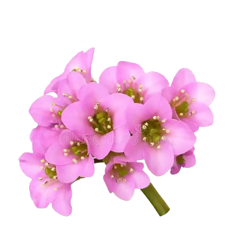 Bergenia (Siberian Tea / Badan)