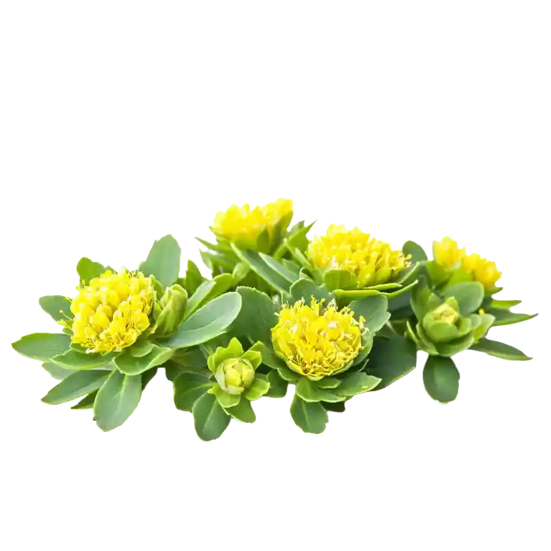 Rhodiola quadrifida