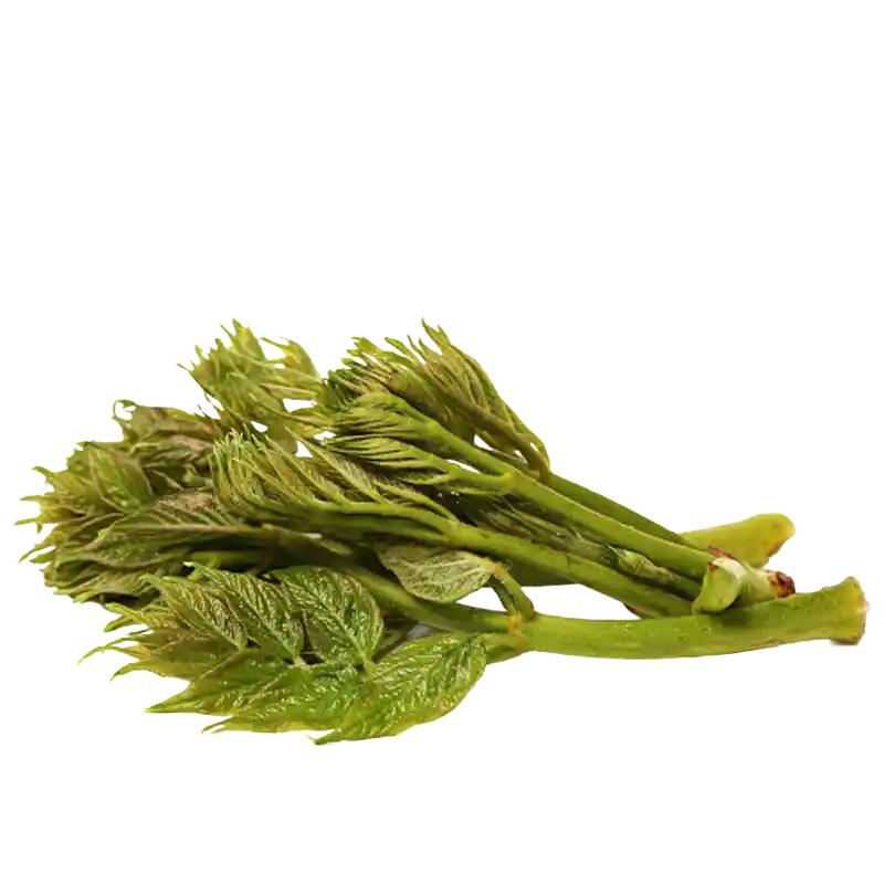 Japanese Angelica Tree (Aralia elata)