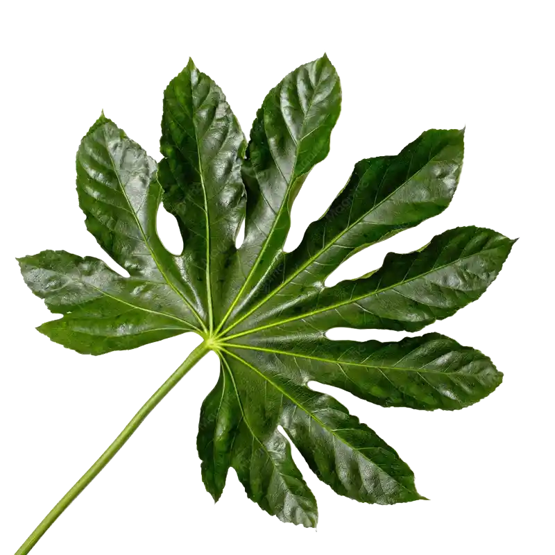 Manchurian Aralia