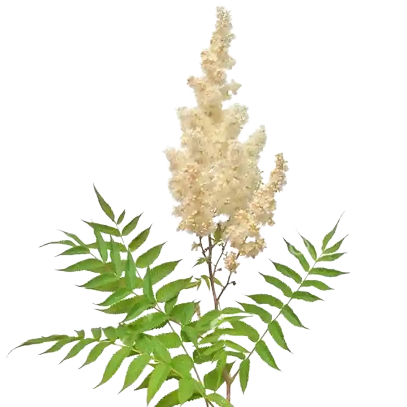 False Spiraea (Sorbaria)