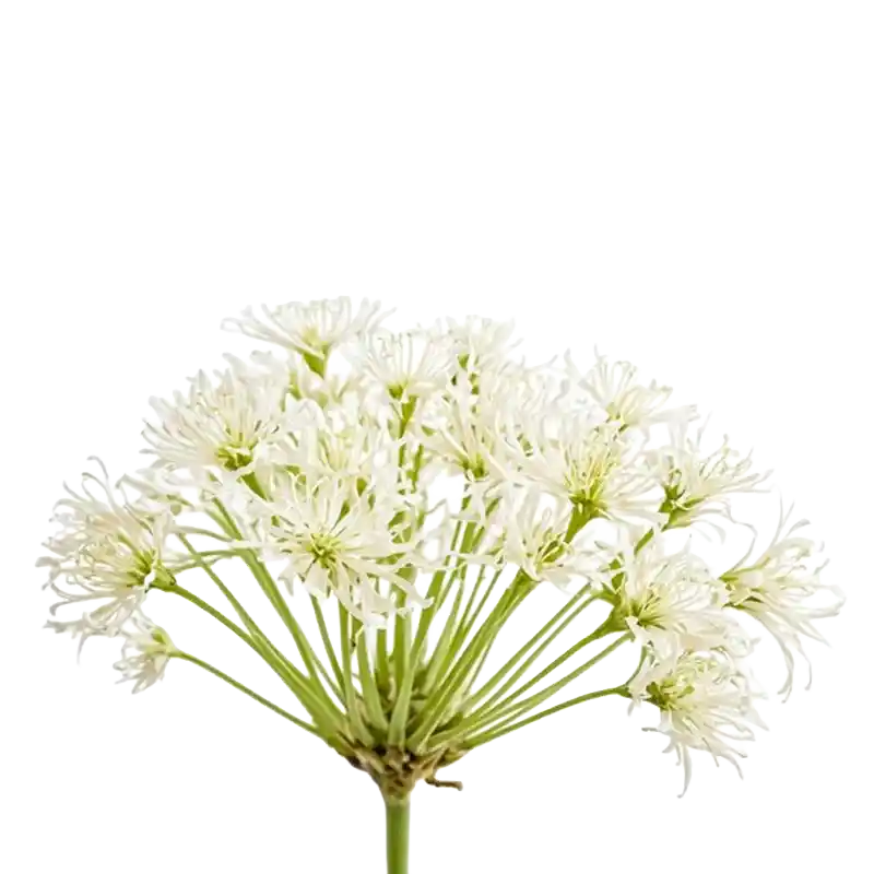 Palmate Meadowsweet