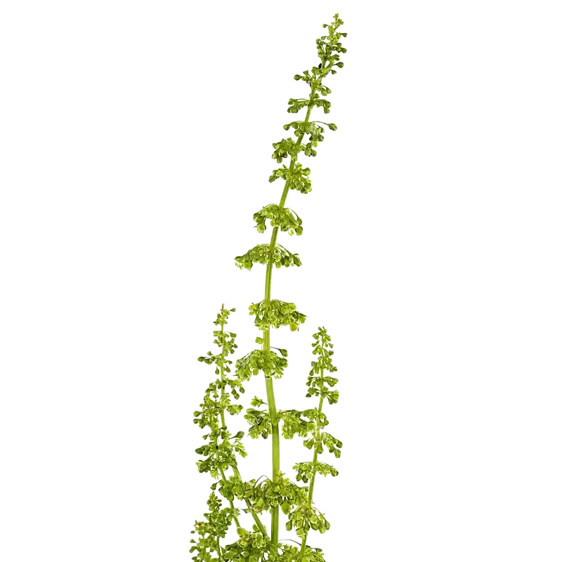 Russian Dock (Horse Sorrel)