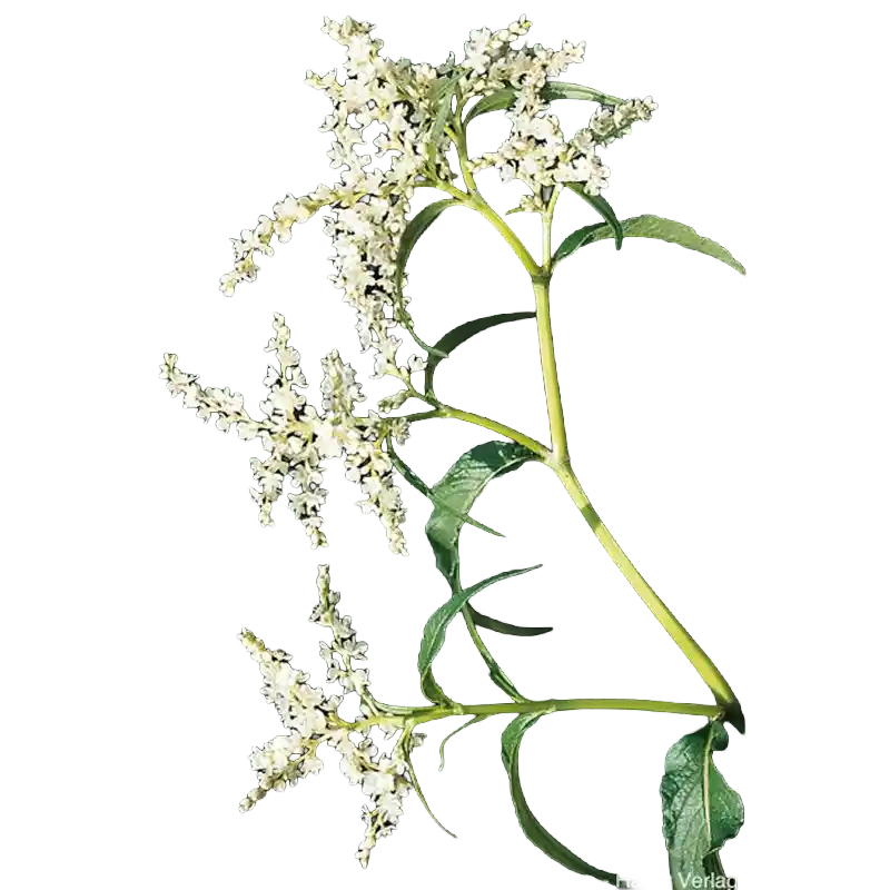 Alpine Knotweed (Serpent-root Bistort)