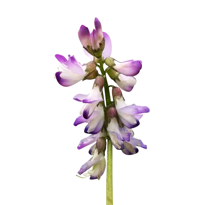 Mongolian Milkvetch (Huang Qi)