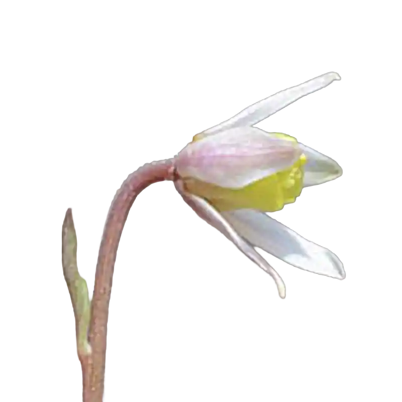 Semiaquilegia Tuber (Tian Kui Zi)