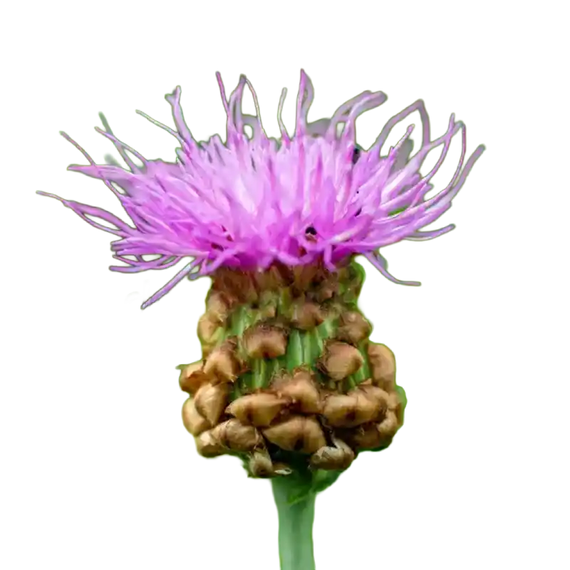 Uniflower Swisscentaury (Mongolian Maral Root)