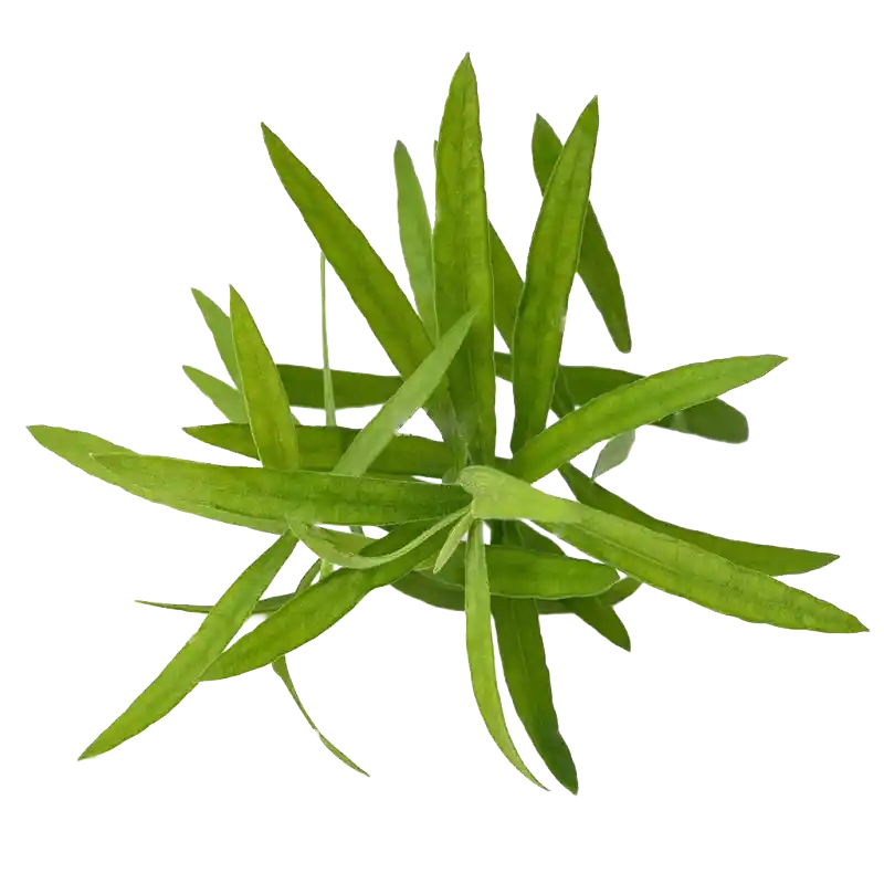 Russian Tarragon