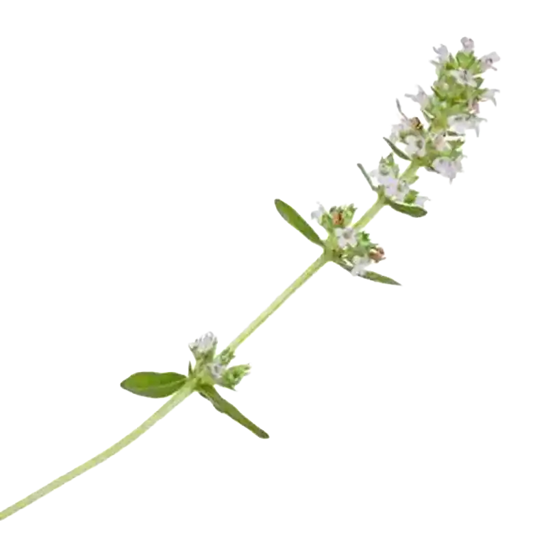 Marshall's Thyme
