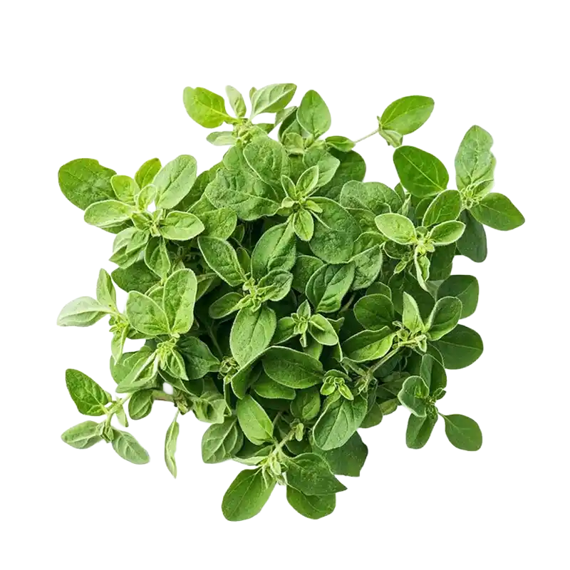 Central Asian Oregano