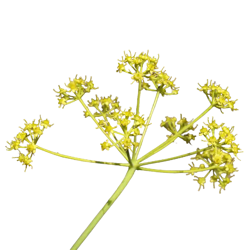 Sheep's Ferula