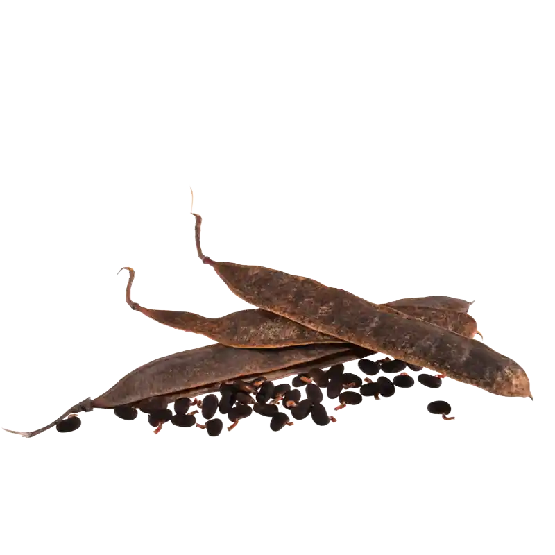 Shittah Tree (Seyal Acacia)