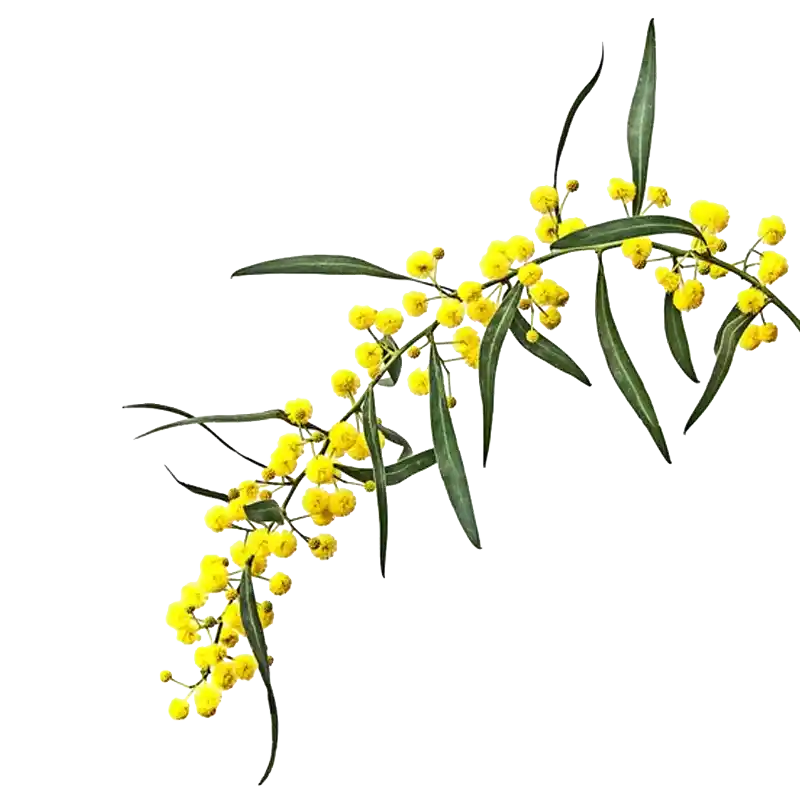 Black Wattle