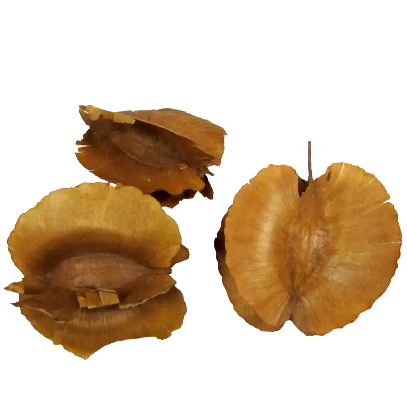 Combretum (Chigo)