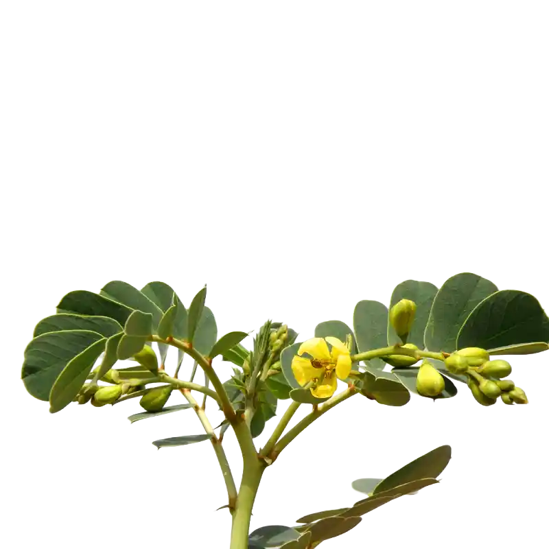 Italian Senna (Port Royal Senna)