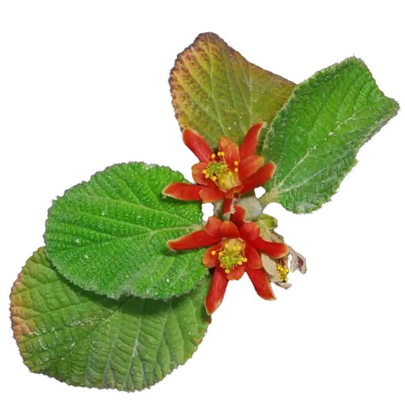 Hairy Grewia (Mallow Raisin)