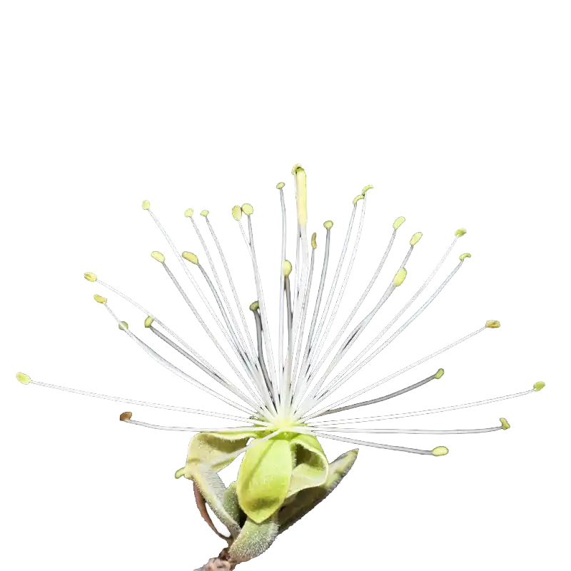 Atil (Desert Caper Tree)