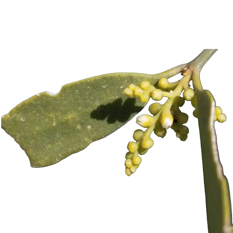Jhal (Indian Salt Tree)