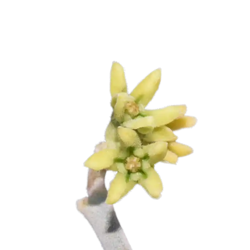 Markh (Broom Bush)