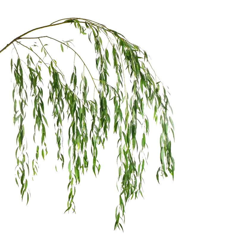Willow-Leaved Shepherd's Tree