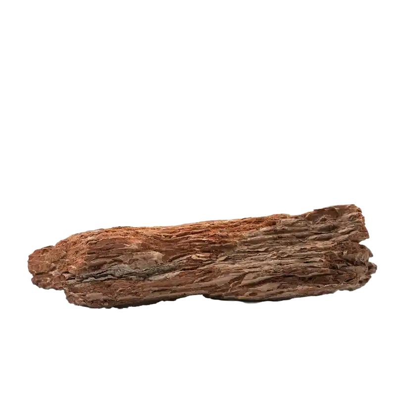 African Mesquite (Iron Tree)
