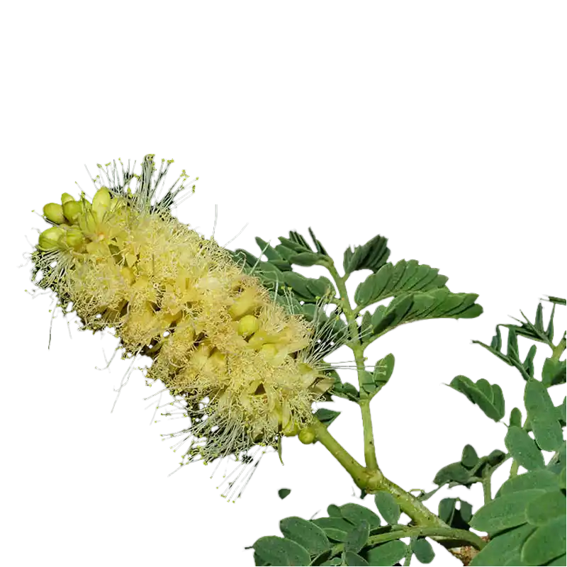 Winter Thorn (Apple-Ring Acacia)