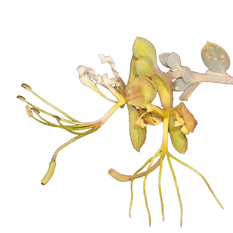 Cadaba (Desert Senna Caper)