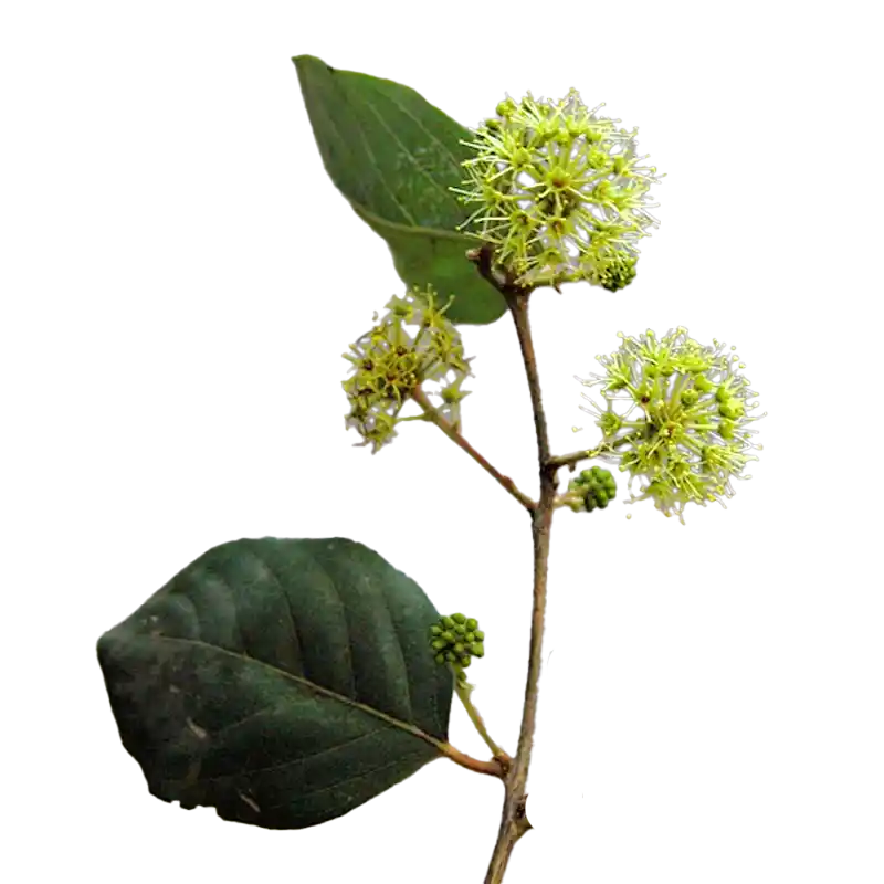 Schimper's Anogeissus