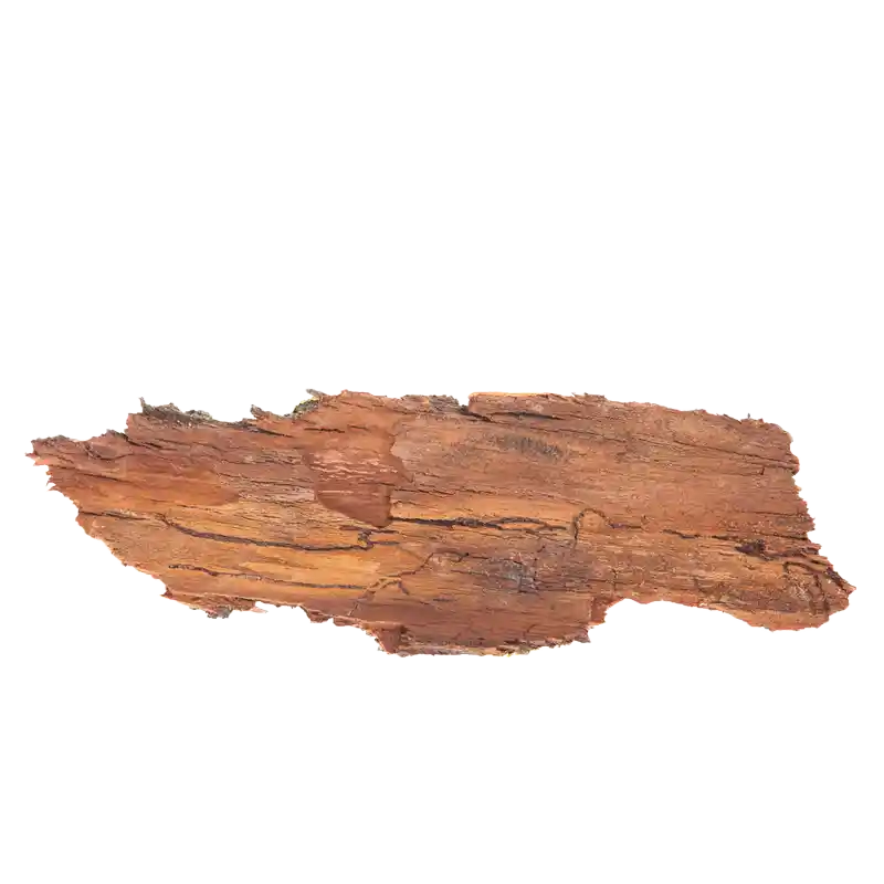 African Birch (Terminalia)