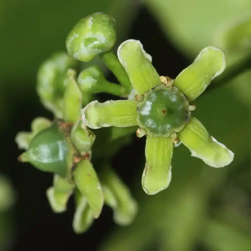 Transvaal Saffronwood (Bushman's Tea Relative)