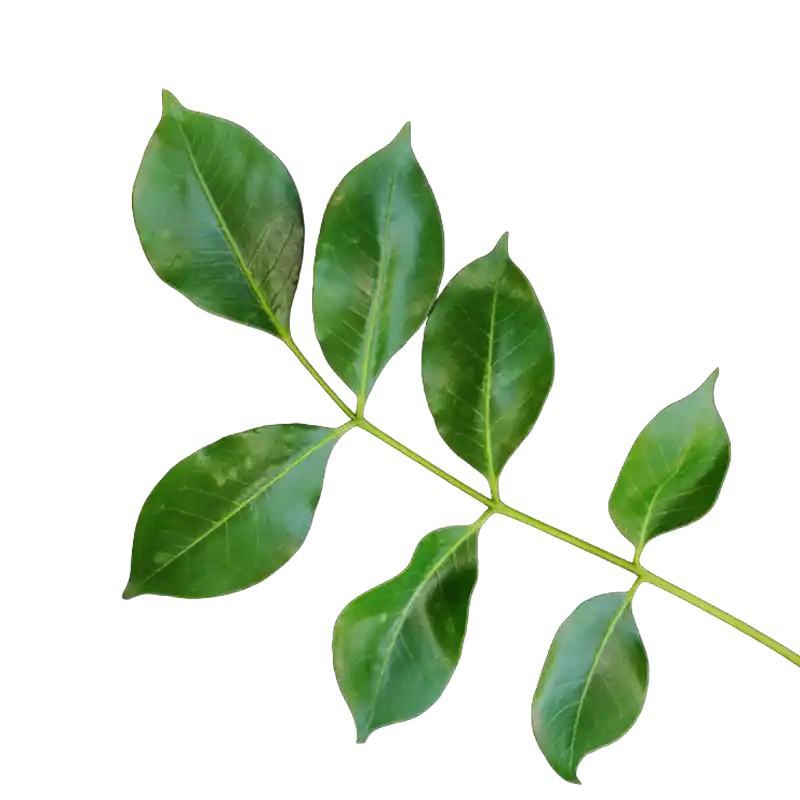 Dog Plum (Ekebergia)