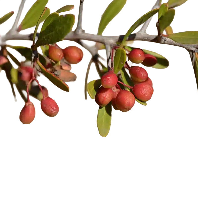 Confetti Tree (Red Spike-Thorn)