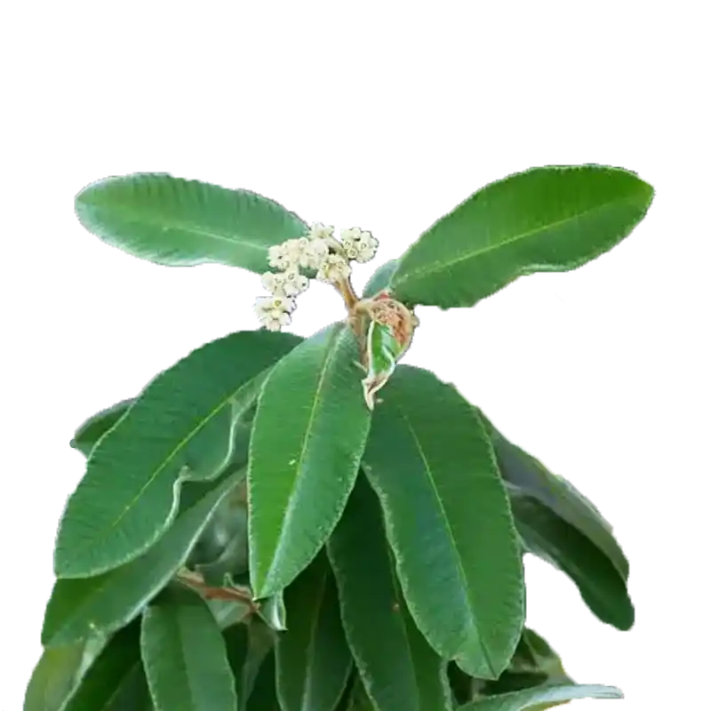 Raisin Bush (Ozoroa)