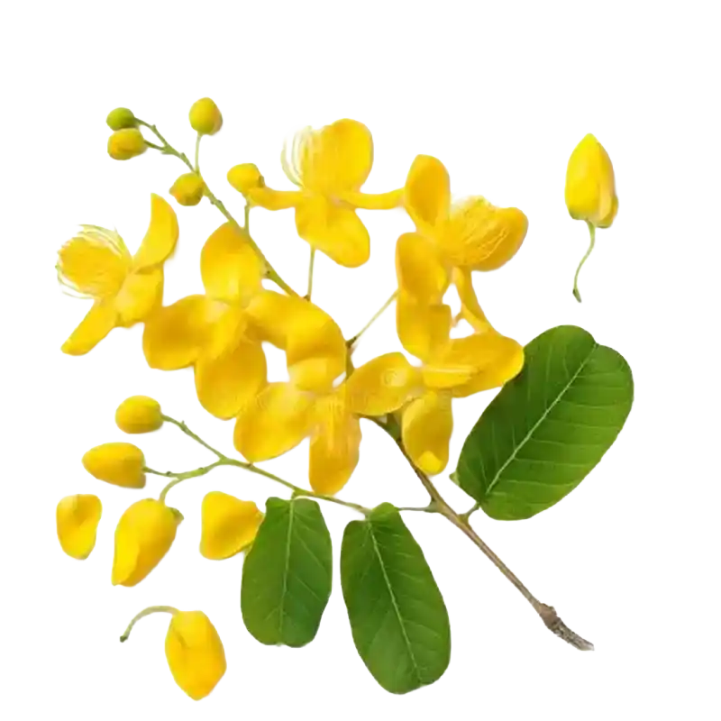 Yellow Flame (Peltophorum)