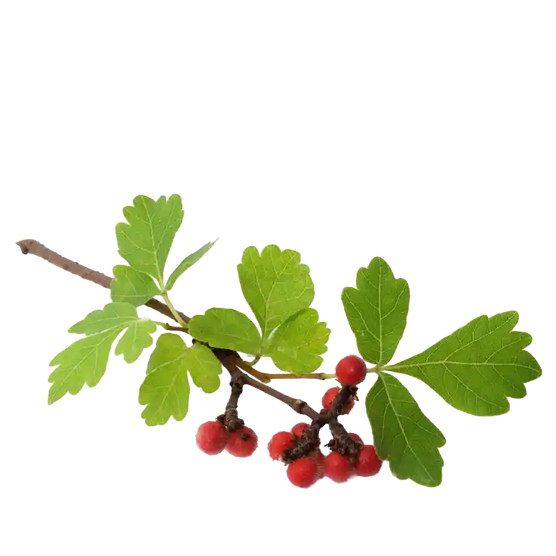 Natal Sumac (Natal Currant)