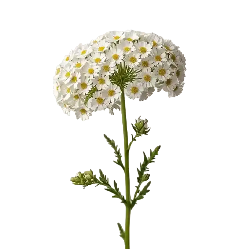 Noble Yarrow