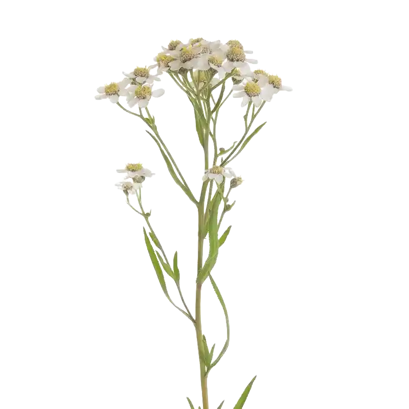Sneezewort