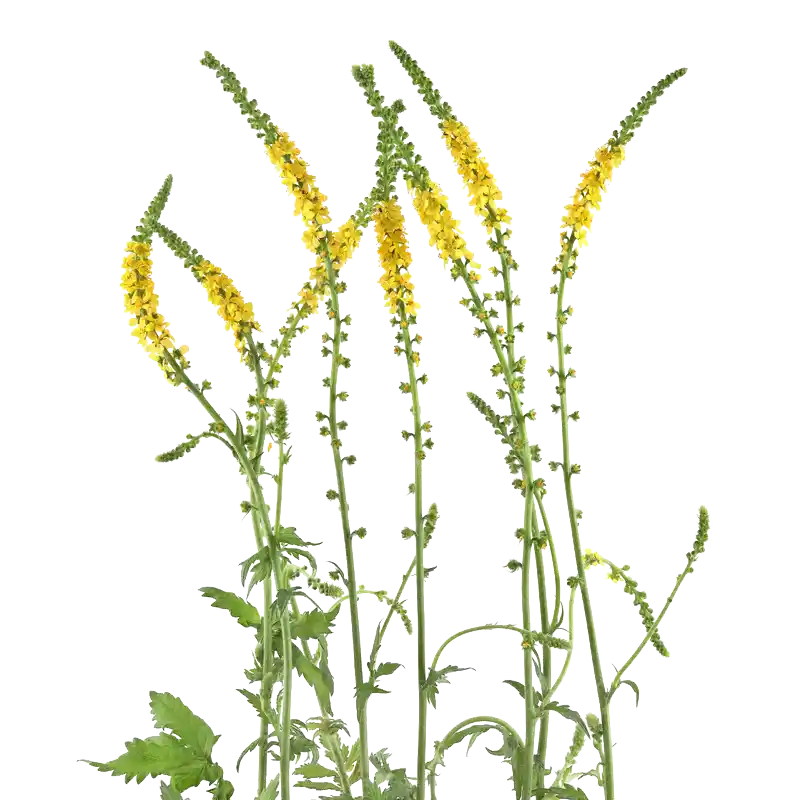 Fragrant Agrimony