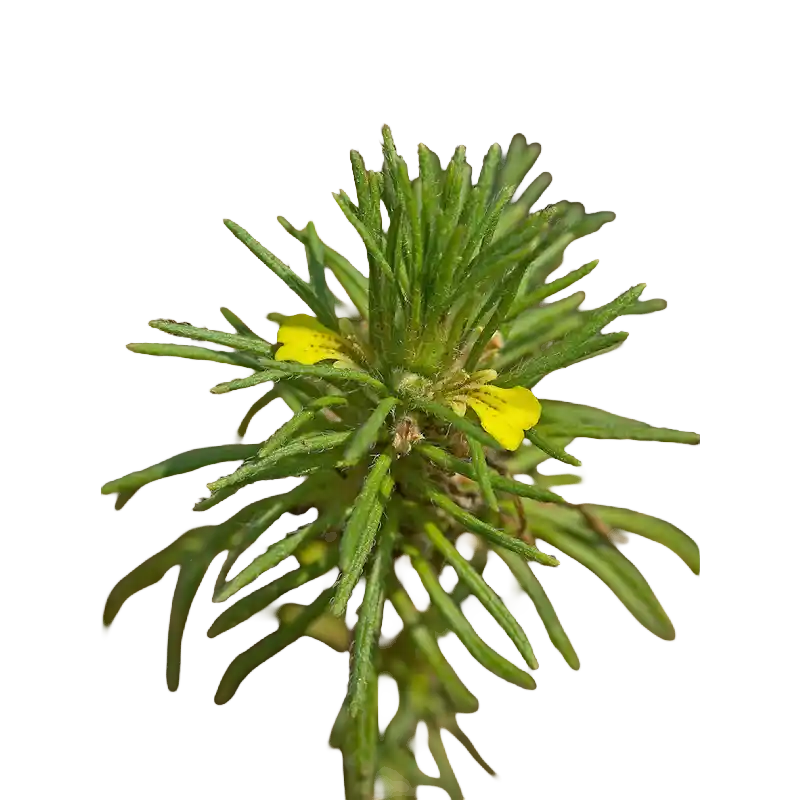 Ground Pine (Yellow Bugle)