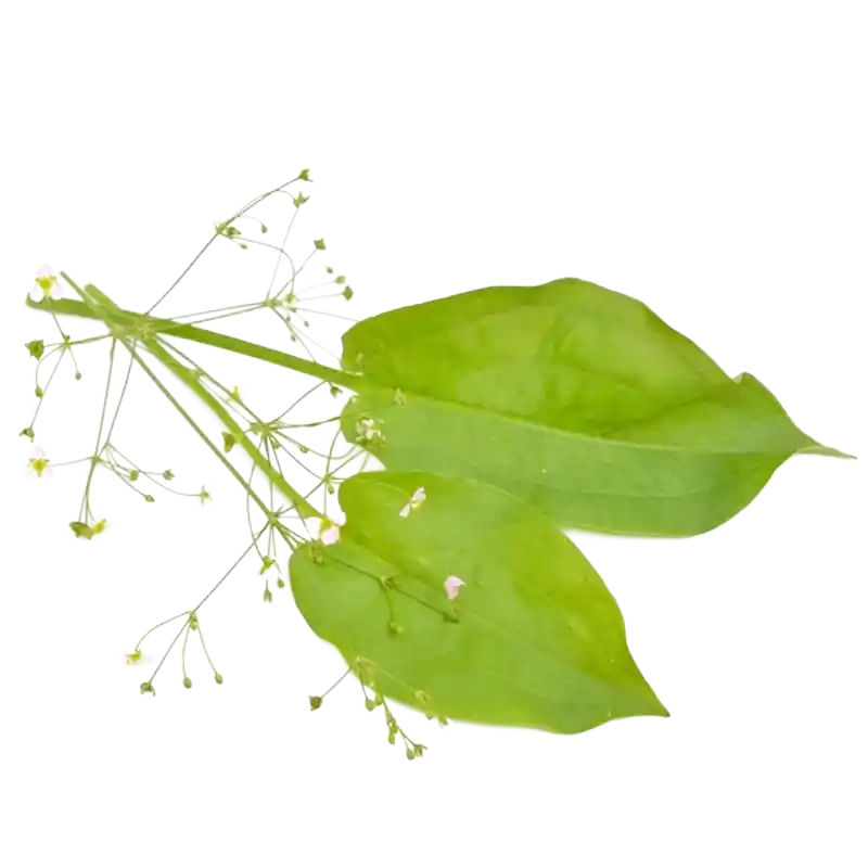 Water Plantain (Ze Xie)