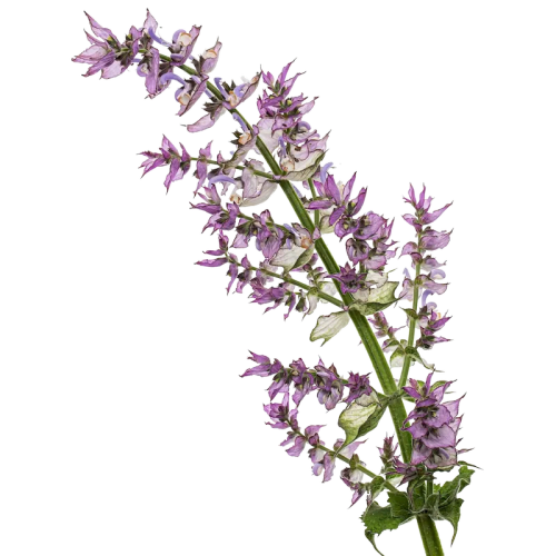 Sage