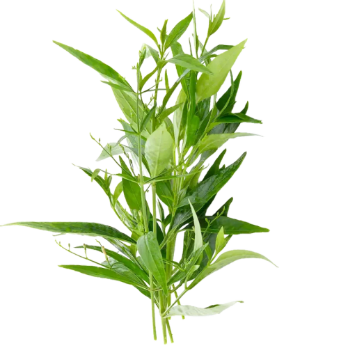 Andrographis