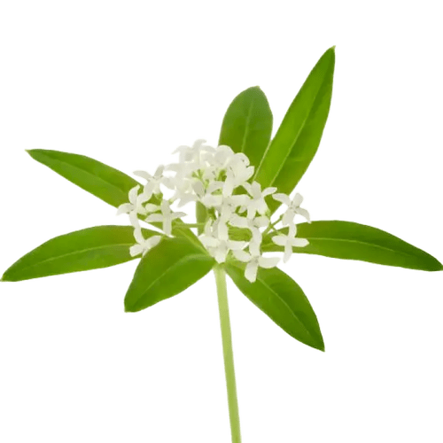 Sweet Woodruff