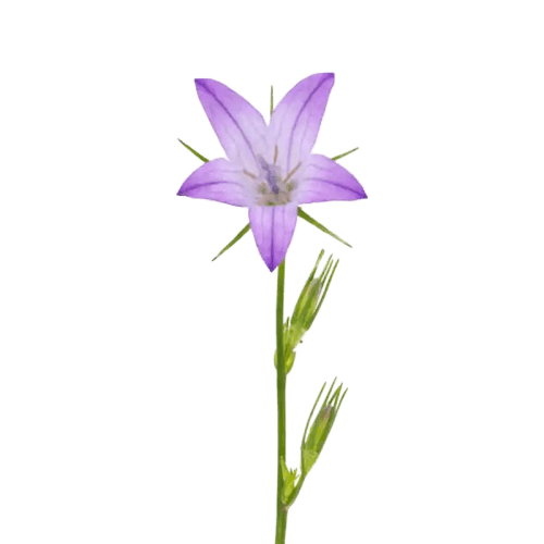 Rampion Bellflower