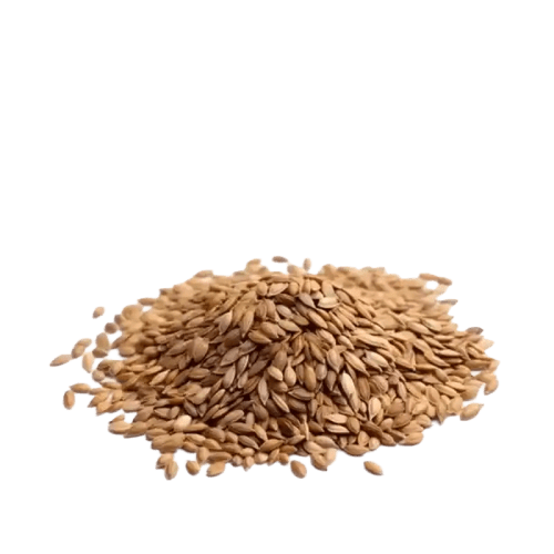 Ajmod (Wild Celery Seed)