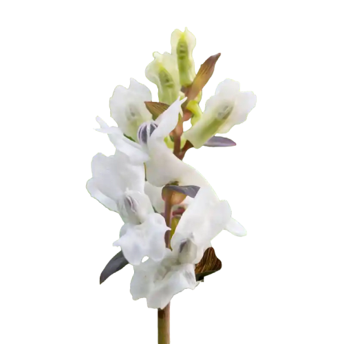 Bunge's Corydalis (Ku Di Ding)