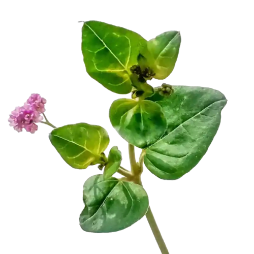 Punarnava (Spreading Hogweed)